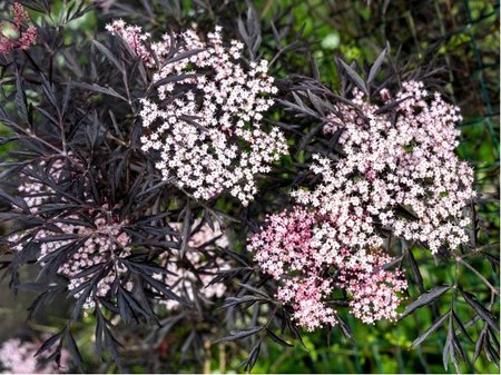 Bez �ern� - Sambucus nigra MILK CHOCOLATE