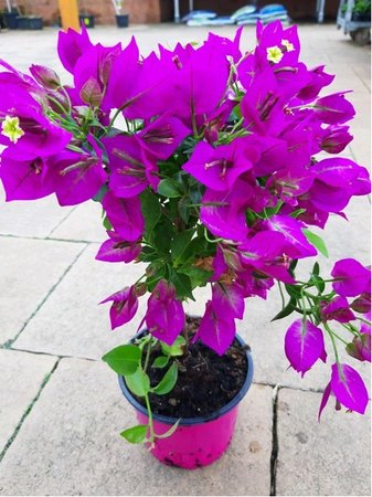 Bougainvilea na km�nku, P14