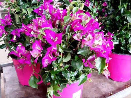 Bougainvillea ke�, v kv�tin��i P17