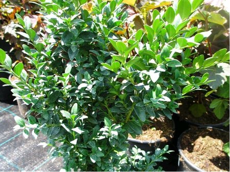 Buxus