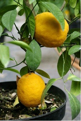 Citron�k LISBON - ��zkovan�