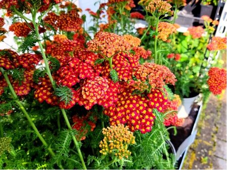 �eb���ek - Achillea mill. SKYSAIL FIRE