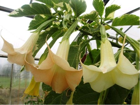 Durman �luto-oran�ov� s pana�ovan�m listem