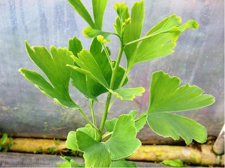 Jinan - Ginkgo biloba, C 2 l