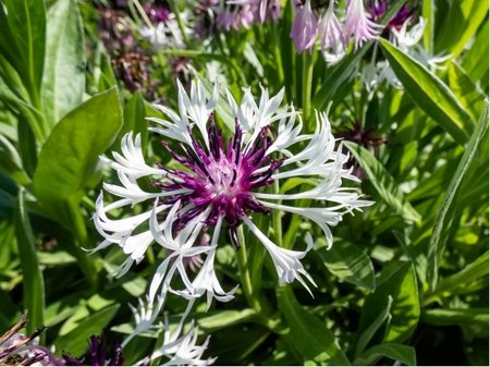 Chrpa horsk� - Centaurea montana AMETHYST IN SNOW