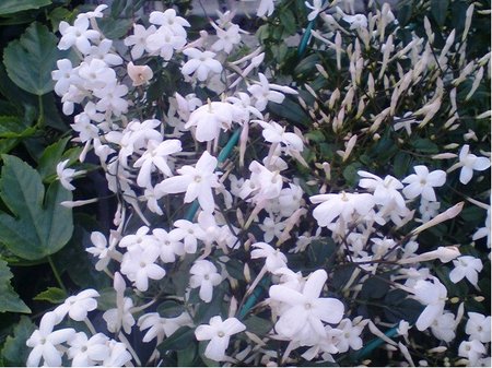 Jasm�n prav� - Jasminum officinale