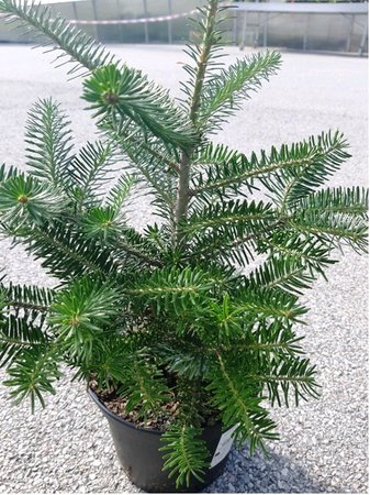 Jedle korejsk� - Abies koreana