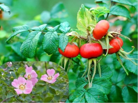 R��e du�noplod� (jabl��kov�) KARPATIA