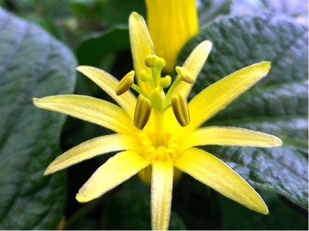 Mu�enka CITRINA