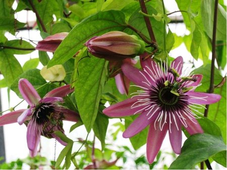Mu�enka VIOLACEA