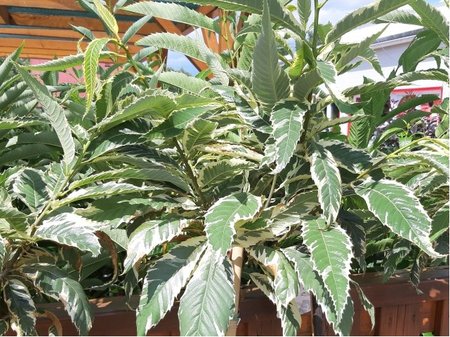Ka�tanovn�k jedl� - Castanea sativa VARIEGATA, C 1 l