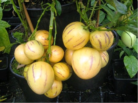 Pepino Gigant   - melounov� ke��k