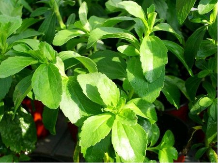 St�vie sladk� - Stevia rebaudiana