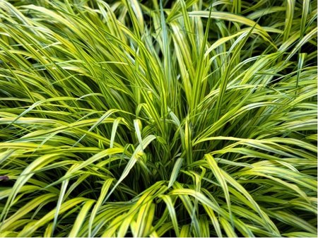 R�kosovka velk� - Hakonechloa macra NAOMI (TM)