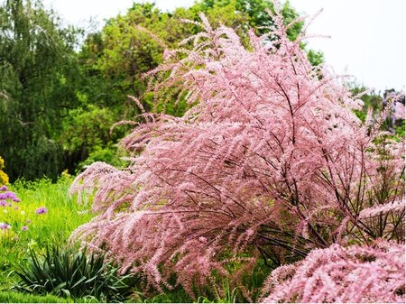 Tamary�ek �ty�mu�n� - Tamarix tetrandra C 1l