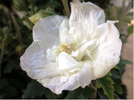 Ibi�ek syrsk� WHITE CHIFFON� - b�l�, K19