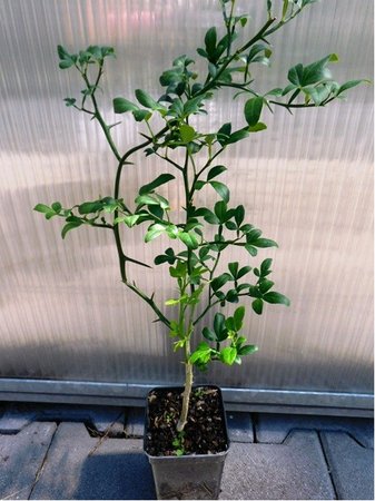 Citrus Trifoli�ta - Poncirus trifoli�ta