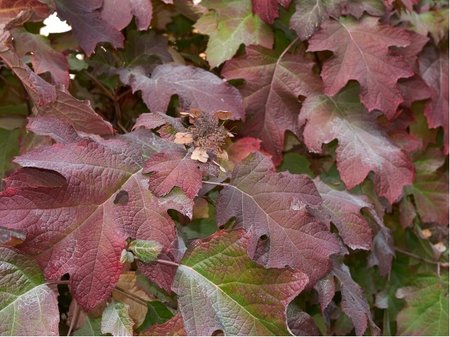 Hortenzie dubolist� - Hydrangea quercifolia BURGUNDY - b�l�