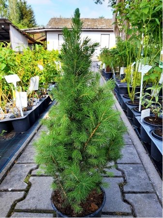Smrk ku�elovit� - Picea glauca CONICA