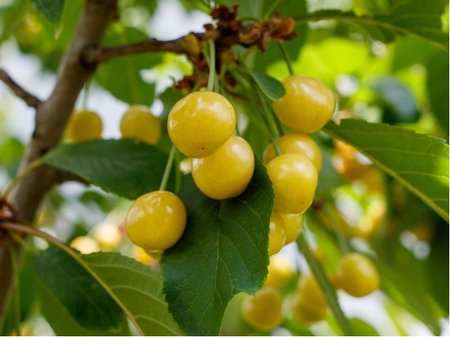 T�e�e� STARK GOLD - �lut�, podno� Colt v kontejneru
