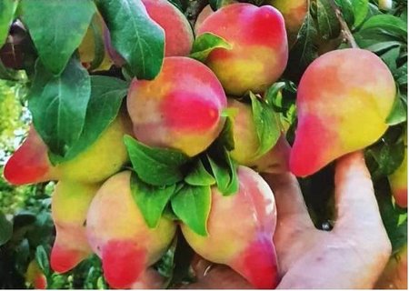 Slivo� SHARKY PLUM RED - podno� Myrobal�n v kontejneru