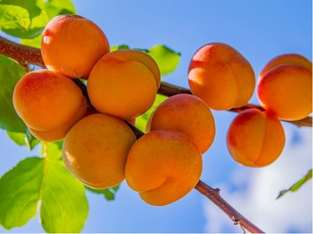 Meru�ka BOCCUCCIA - podno� Myrobal�n v kontejneru