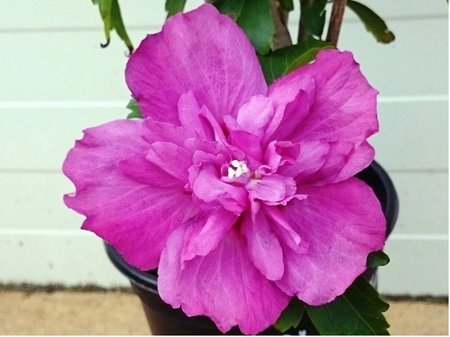 Ibi�ek syrsk� MAGENTA CHIFFON� - r��ov�, plnokv�t�, K19