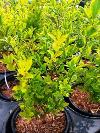 Pta�� zob - Ligustrum ovalifolium AUREUM, C 1 l