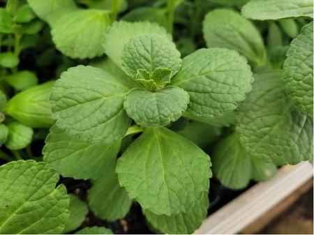 Coleus Verpiss-Dich� Cat