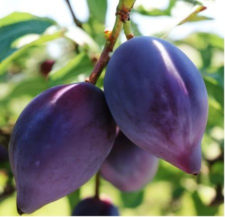 Slivo� SHARKY PLUM BLACK - podno� Myrobal�n v kontejneru