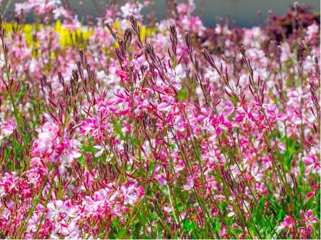 Sv��kovec - Gaura lindh. SISKIYOU PINK