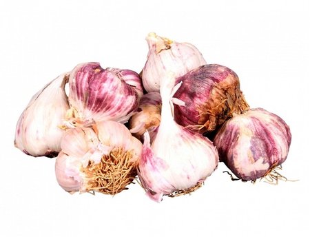 �esnek sadbov� GERMIDOUR PURPLE, 4 - 7 palic