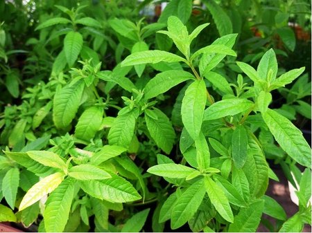Citronov� verbena