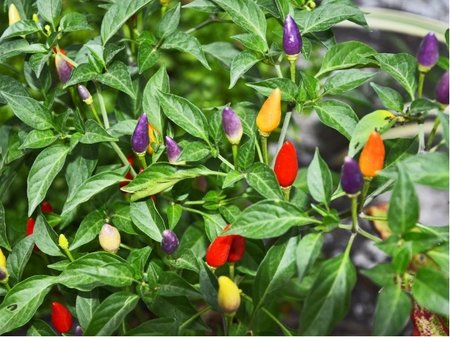 Chilli papri�ka BOLIWIAN RAINBOW