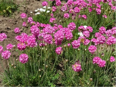Tr�vni�ka p��mo�sk� - Armeria maritima SPLENDENS