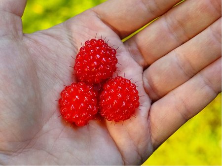 Malin�k RASPBERRY TOWER - �erven�, st�leplod�c�