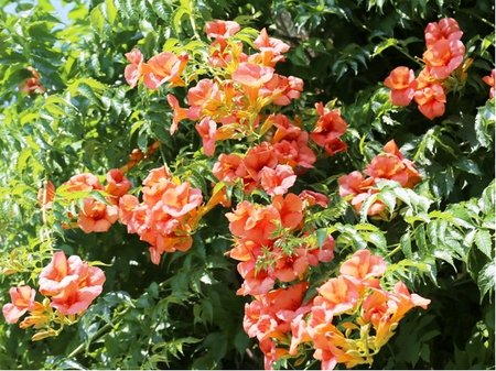 Truba� pop�nav� - Campsis tagliabuana MADAME GALEN - oran�ov�