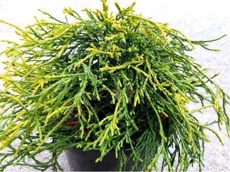 Cyp�i�ek hrachonosn� - Chamaecyparis pisifera SUNGOLD