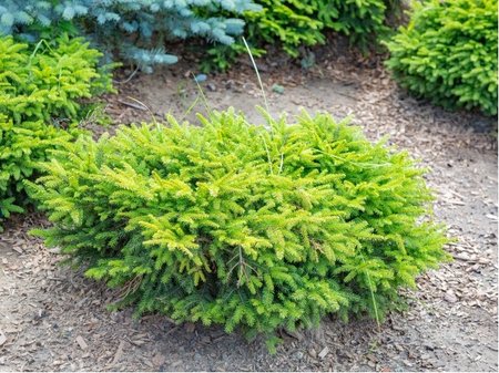 Smrk ztepil� - Picea abies NIDIFORMIS, C 2 l