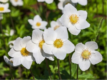 Sasanka japonsk� - Anemone hyb. HONORINE JOBERT
