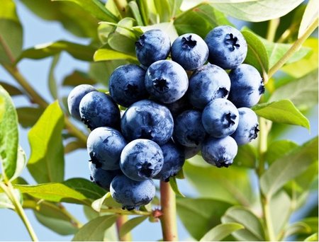 Ob�� kanadsk� bor�vka BLUECROP