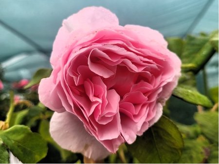 R��e stromkov� GARDENTRAUM� - sv. r��ov�