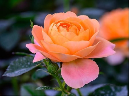 R��e Kordes CORAL LIONS - ROSE� - polyantka, kor�lov� oran�ov�, C 2 l