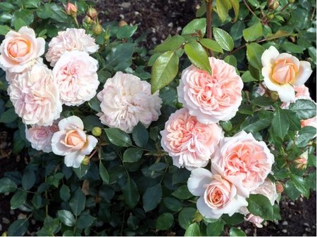 R��e Kordes GARDEN OF ROSES� - polyantka, pastelov� sv. r��ov�, C 2 l