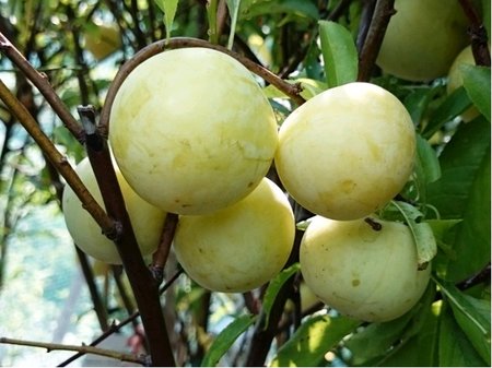 Ryngle WAZONOVA - podno� Myrobal�n v kontejneru