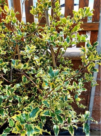 Cesm�na - Ilex aquifolium MADAME BRIOT, C 18 l