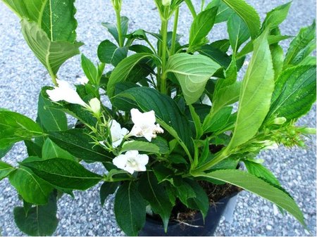 Weigela CANDIDA - b�l�, C 1 l