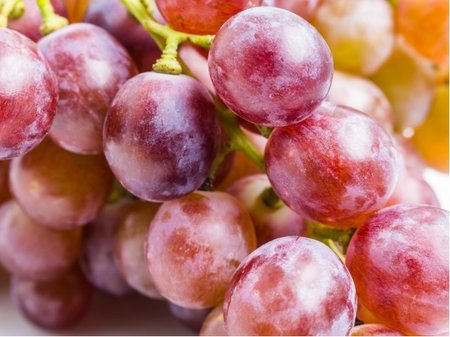 R�va venkovn� PURPLE HAZE - �erven�, v kontejneru