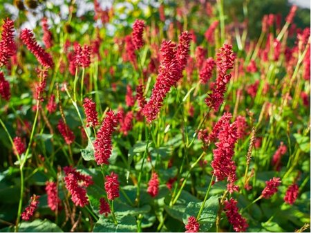 Rdesno obj�mav� - Persicaria ampl. FAT DOMINO�