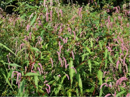 Rdesno obj�mav� - Persicaria ampl. PINK ELEPHANT�